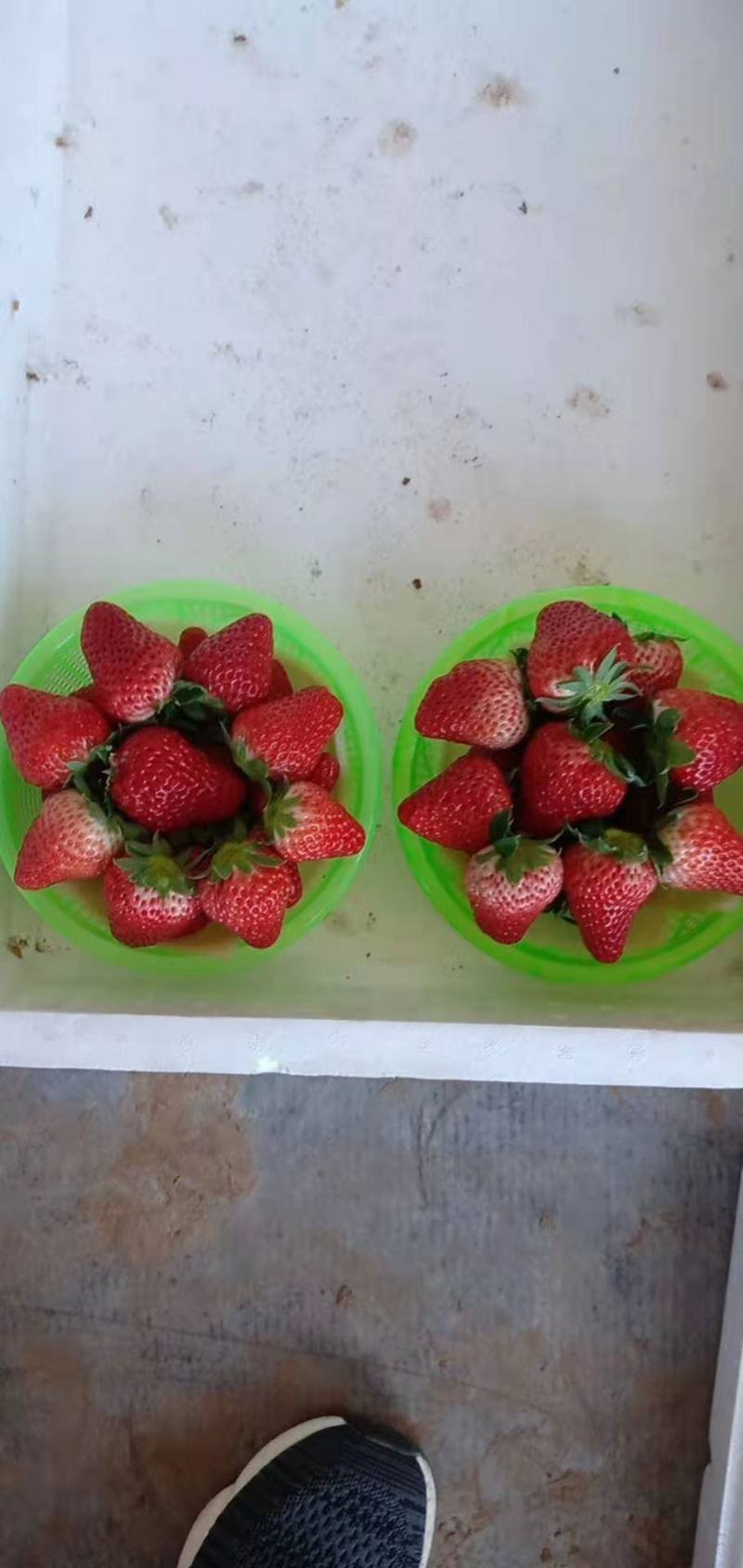 久久草莓