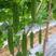春秋苦瓜种子，早中熟耐热，刺溜圆正，条长35～40厘米