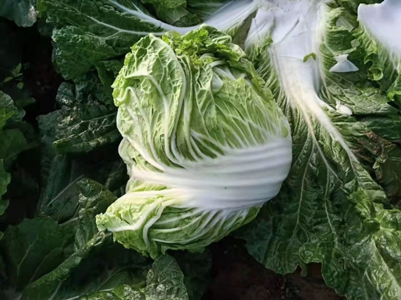 精品大白菜，秦白2号单颗5斤左右，产地直供，需要的联系。