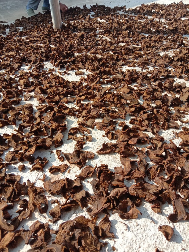 中药材狗脊，去毛生晒，不添加任何防腐，质量保证，放心下单