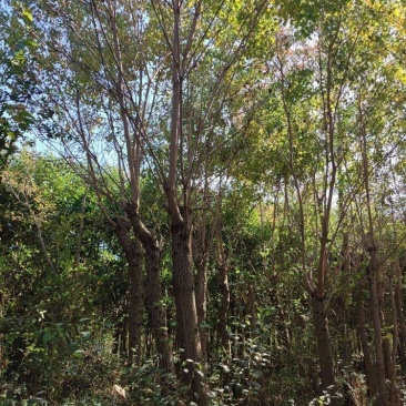 12公分乌桕