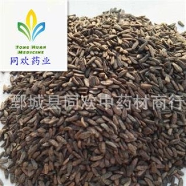【牛子牛蒡子净货】@【同欢药材】中药材批发供应