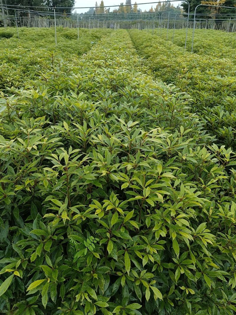 小叶金丝楠木，规格齐全，5-40公分均有售卖，提供技术