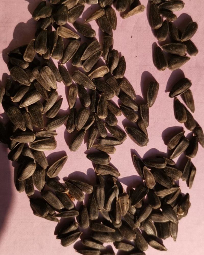油葵，大量批发今年的带皮的油葵，