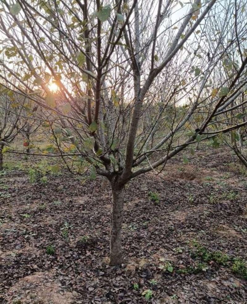 12公分樱花