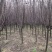 7公分紫叶李