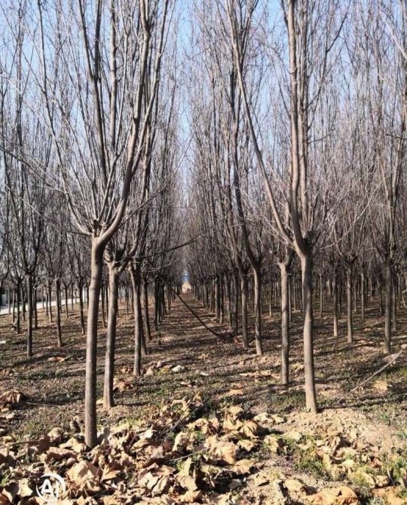 7公分紫叶李