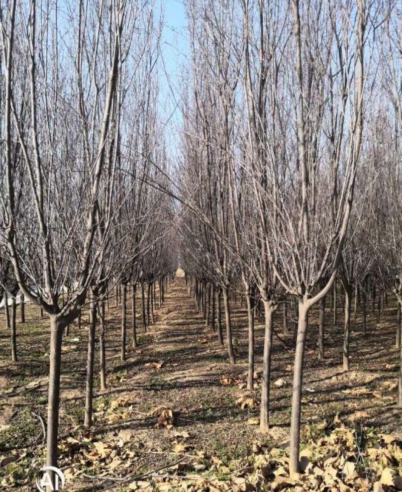 7公分紫叶李