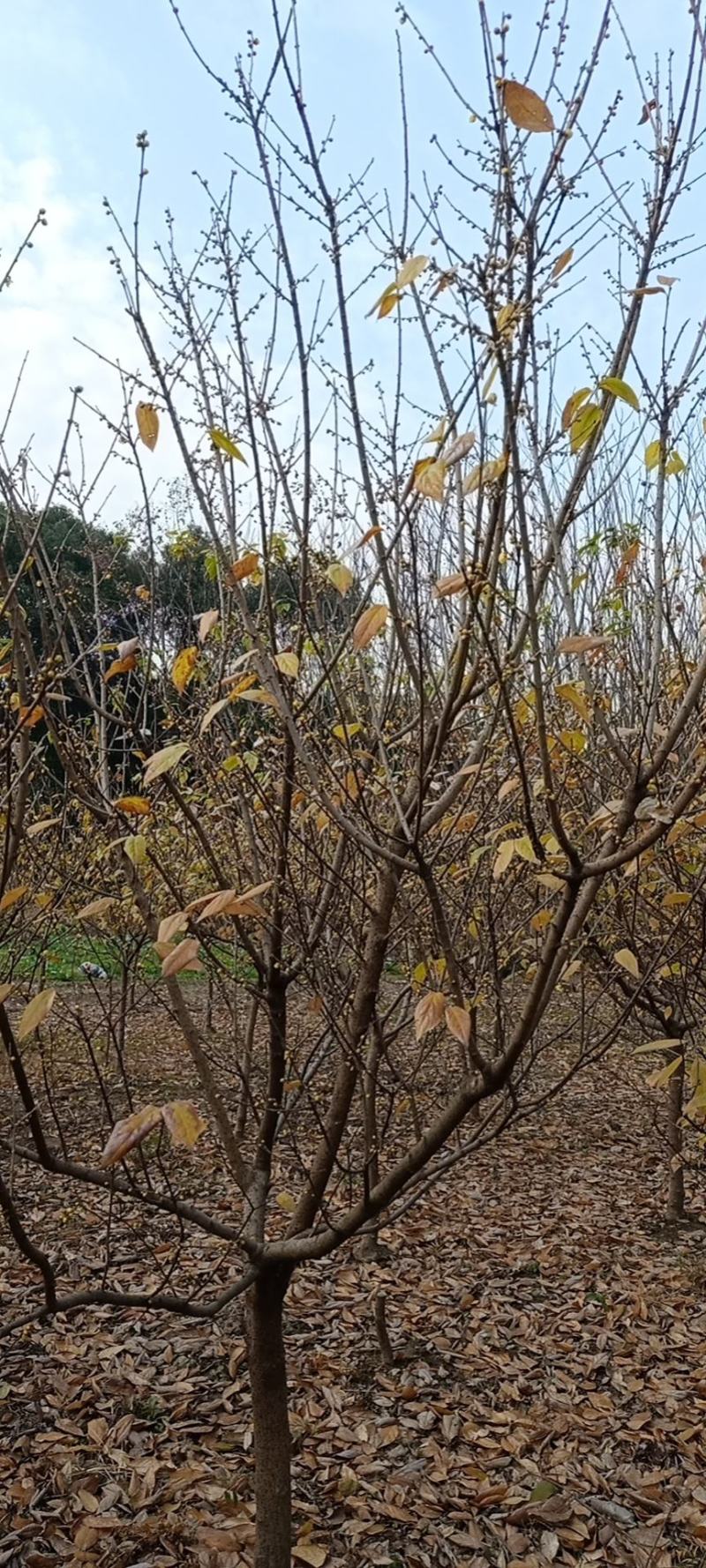素心腊梅树