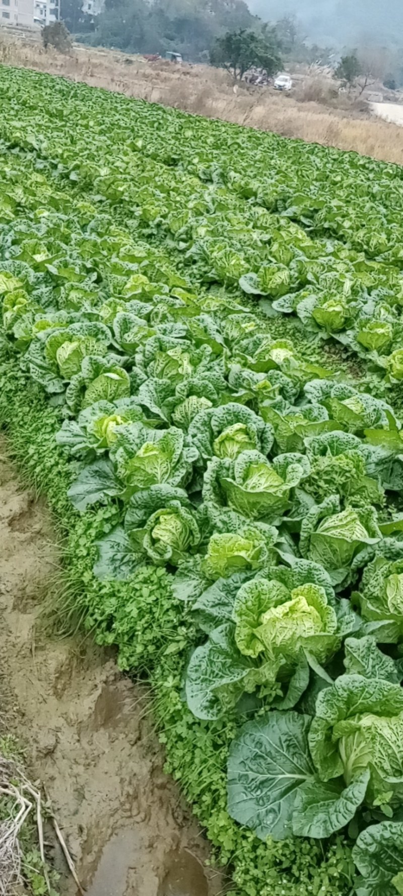 广西富川大白菜大量上市