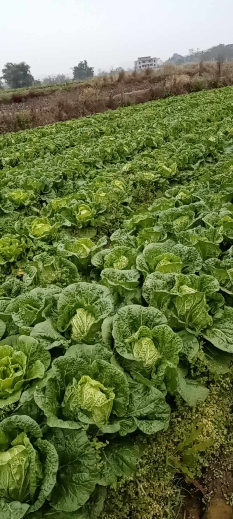 广西富川大白菜大量上市