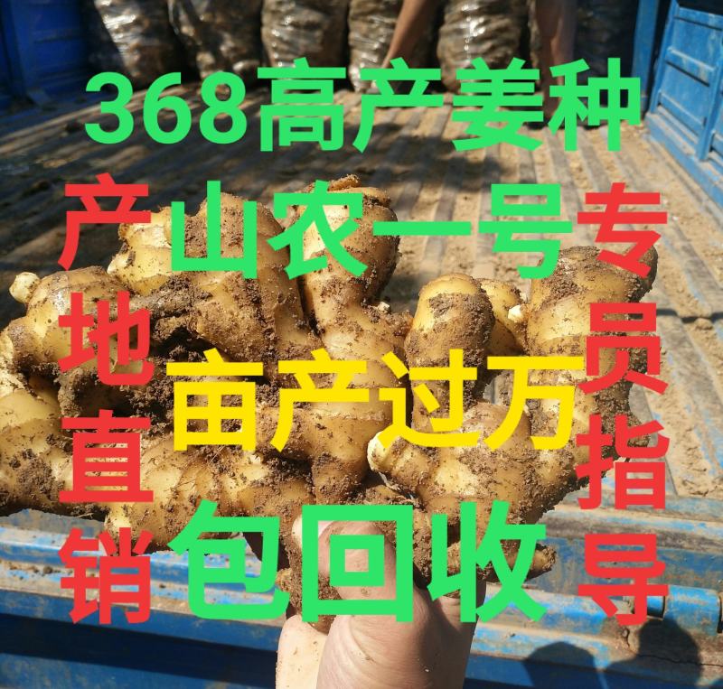 368高产姜种脱毒姜种催芽姜种基地直发提供技术指导