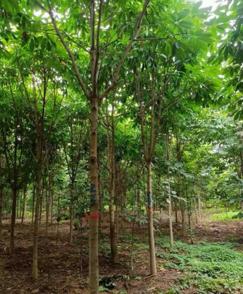 10公分七叶树