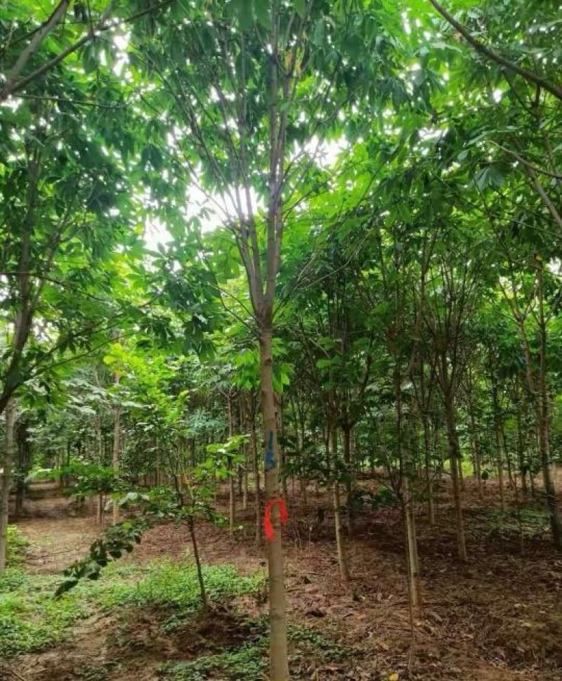 10公分七叶树