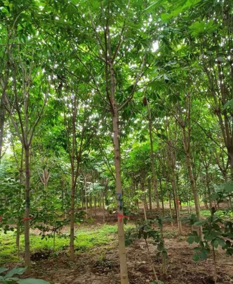 10公分七叶树