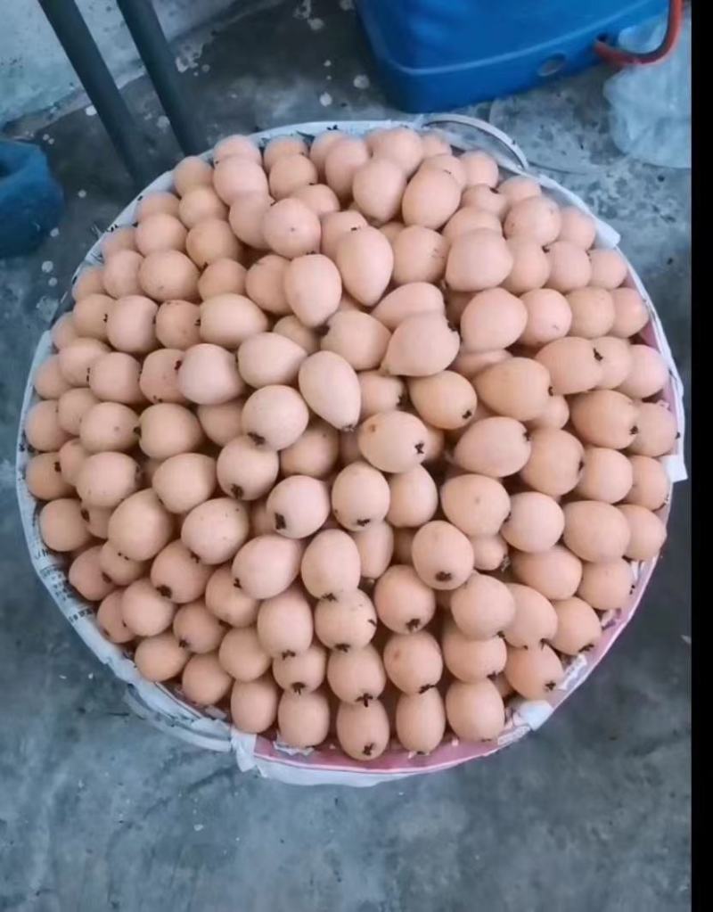 枇杷蒙自长虹枇杷口感好