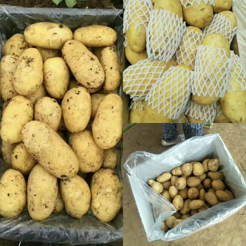 【市场，商超，电商发货】荷兰十五土豆大量供应中，一手货源