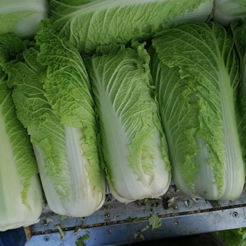 北京三号白菜，冬储北京三号白菜，大量现货