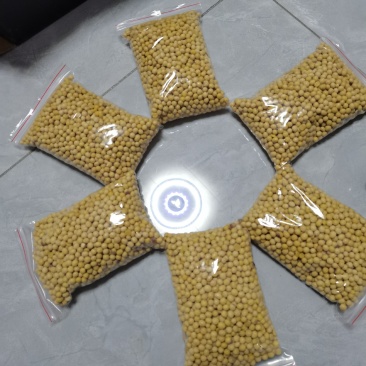 黄豆