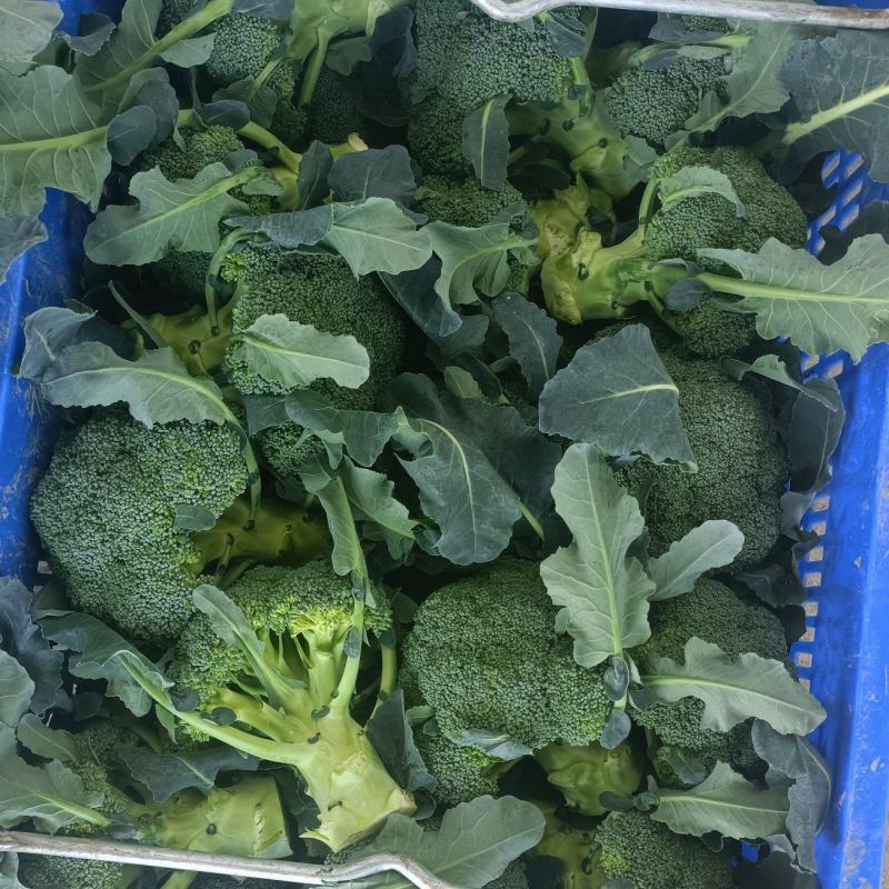 西兰花大量供应、产地直销、质量保证、支持各种包装欢迎采购