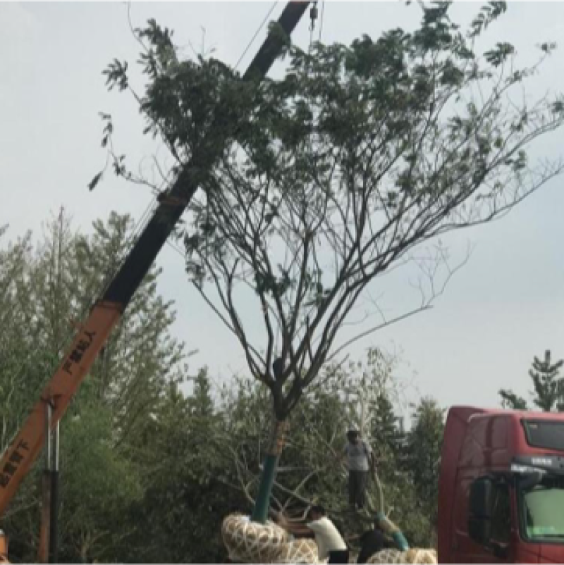 15公分以上合欢树，苗圃货源行道树优选