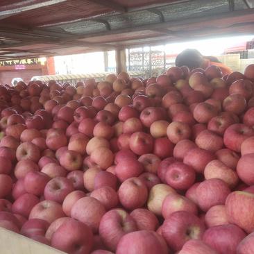 红富士苹果通货二级大量有货，现货果面好，毛病