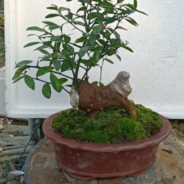 金豆盆景3年熟桩，，，，，，，，，，，，，，