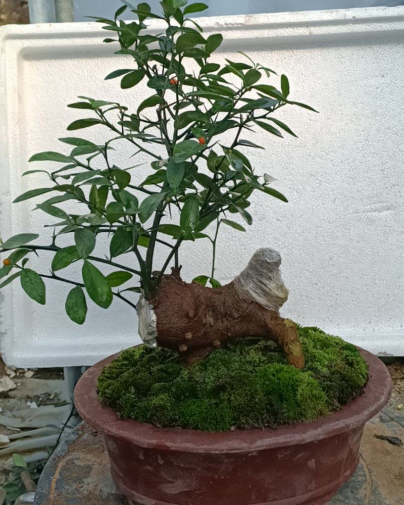 金豆盆景3年熟桩，，，，，，，，，，，，，，