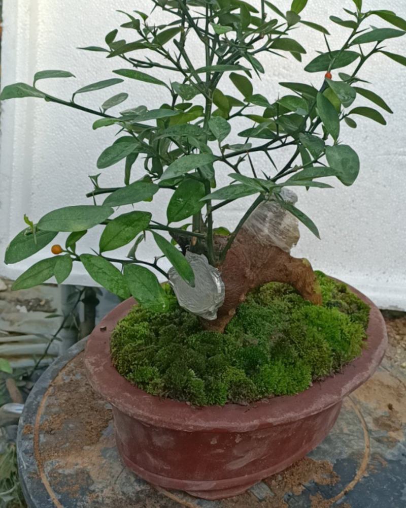 金豆盆景3年熟桩，，，，，，，，，，，，，，