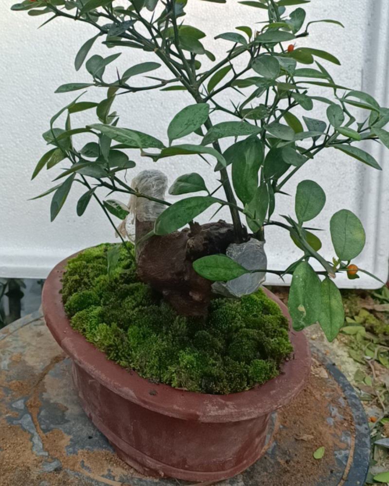 金豆盆景3年熟桩，，，，，，，，，，，，，，