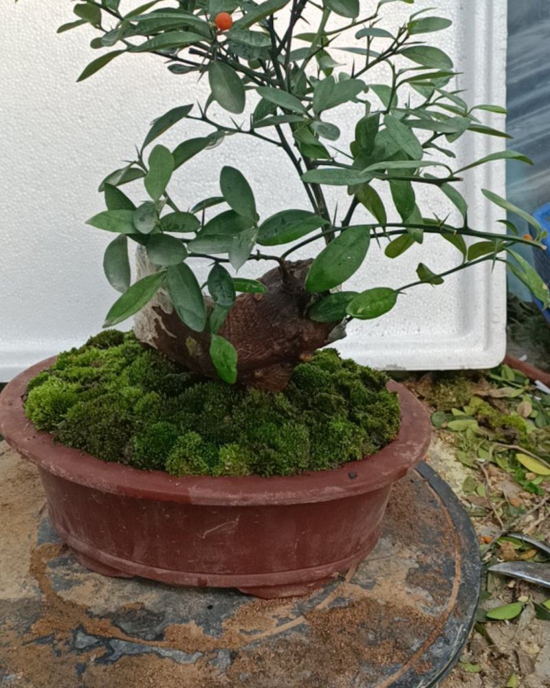 金豆盆景3年熟桩，，，，，，，，，，，，，，