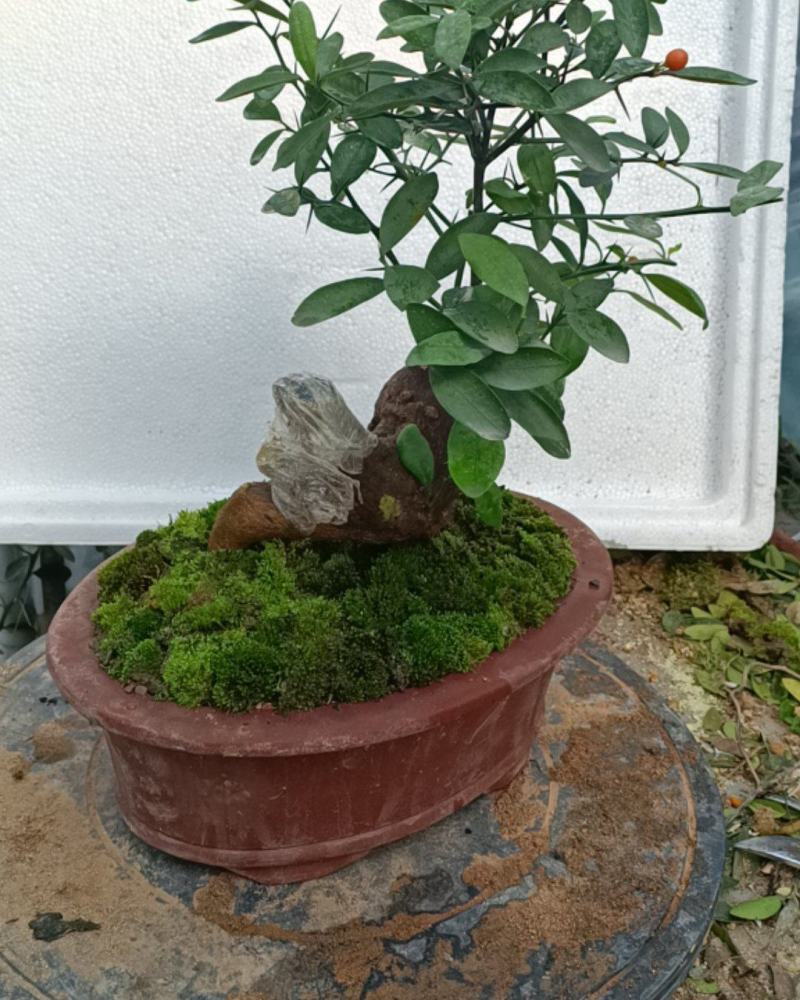 金豆盆景3年熟桩，，，，，，，，，，，，，，