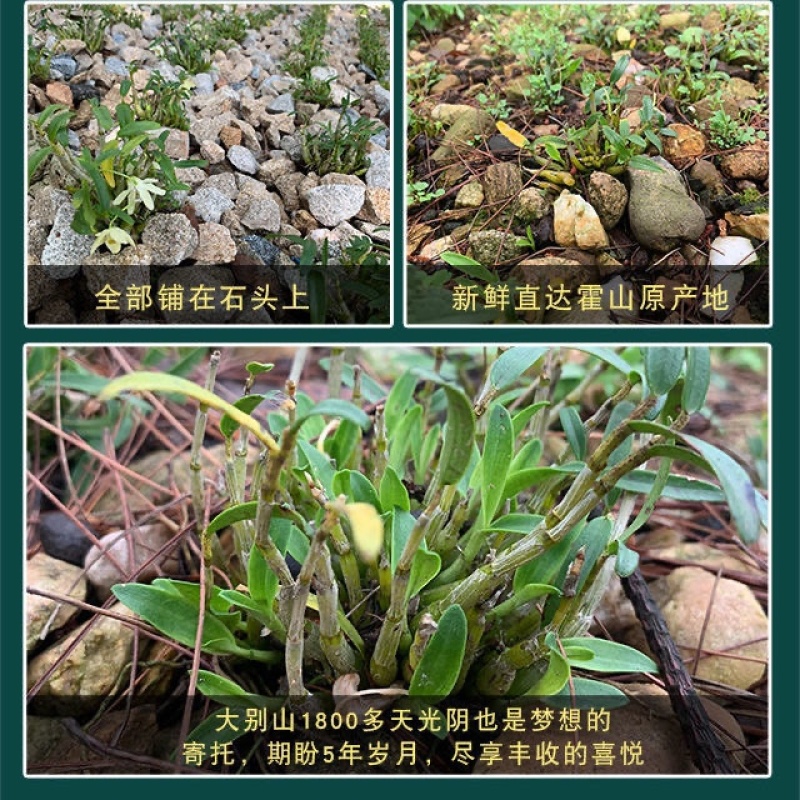 霍山正宗铁皮石斛鲜条现摘5年生石斛药材石斛