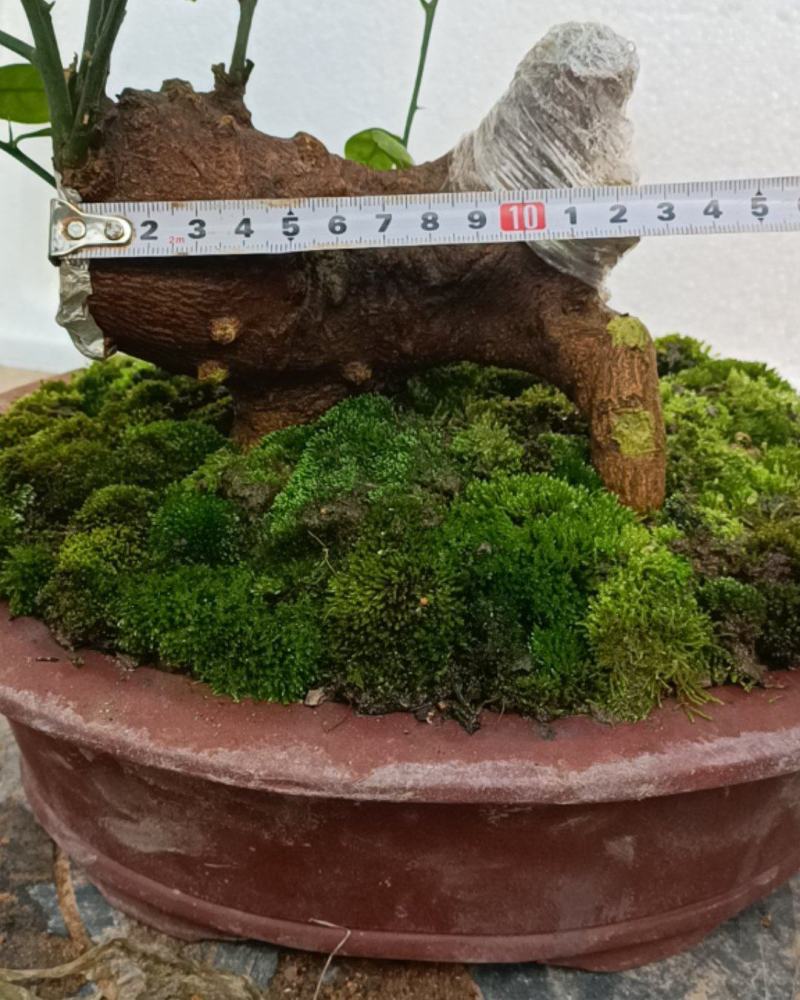 金豆盆景3年熟桩，，，，，，，，，，，，，，