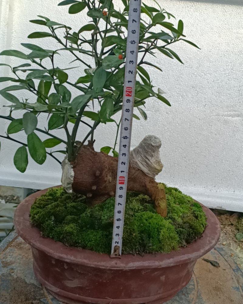 金豆盆景3年熟桩，，，，，，，，，，，，，，