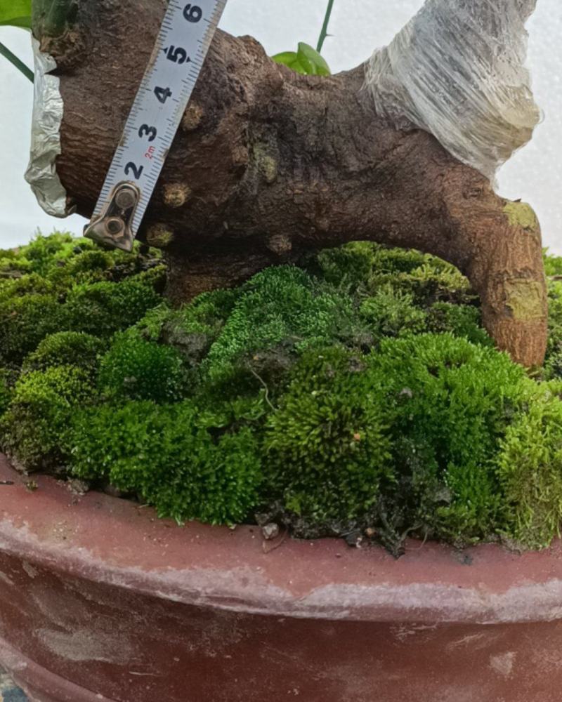 金豆盆景3年熟桩，，，，，，，，，，，，，，