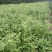 绿篱色块苗50公分棣棠工程苗花海景点打造完美