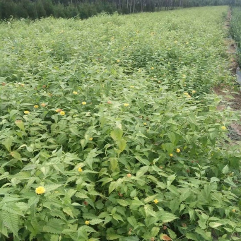 绿篱色块苗50公分棣棠工程苗花海景点打造完美