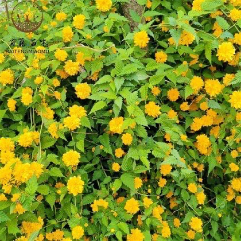 绿篱色块苗50公分棣棠工程苗花海景点打造完美