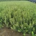 绿篱色块苗50公分棣棠工程苗花海景点打造完美