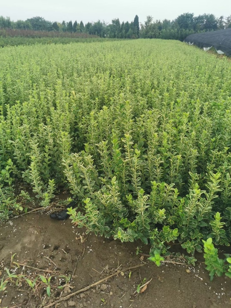 绿篱色块苗50公分棣棠工程苗花海景点打造完美