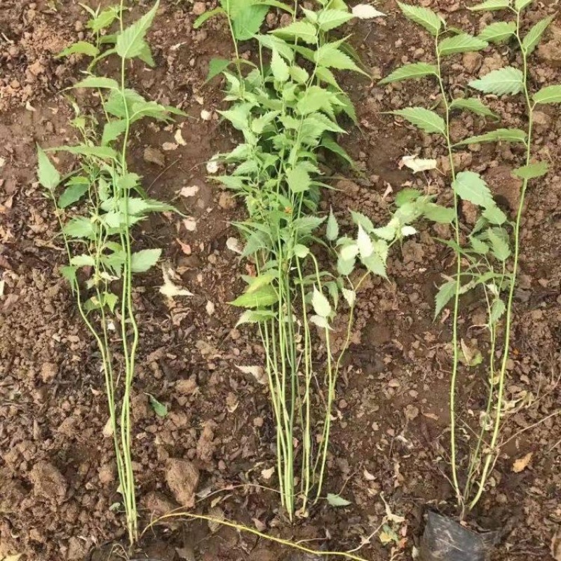 绿篱色块苗50公分棣棠工程苗花海景点打造完美