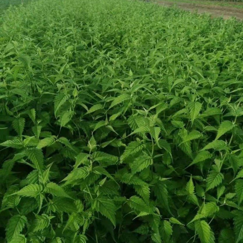 绿篱色块苗50公分棣棠工程苗花海景点打造完美