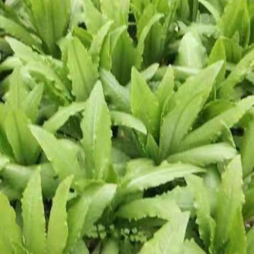大棚油麦菜