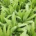 大棚油麦菜