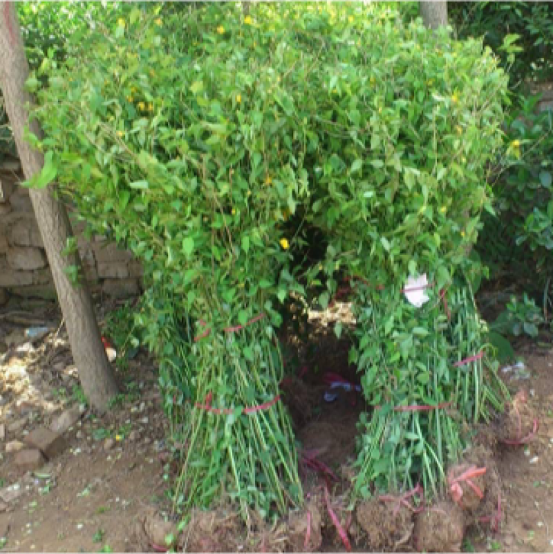 绿篱色块苗50公分棣棠工程苗花海景点打造完美