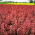50公分红叶小檗绿化彩叶树苗，色块拼接色块抗冻耐寒