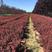 50公分红叶小檗绿化彩叶树苗，色块拼接色块抗冻耐寒