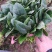 泰安岱岳区范镇菠菜上市