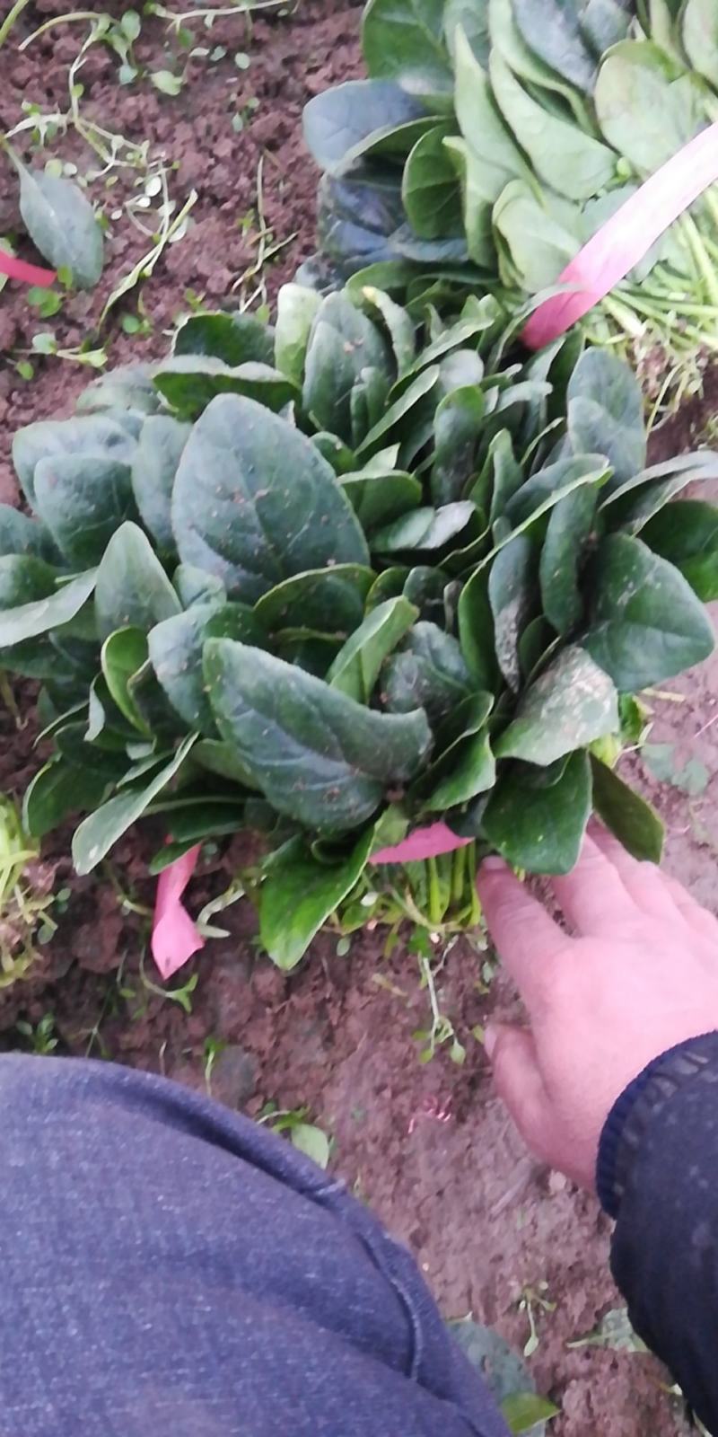 泰安岱岳区范镇菠菜上市